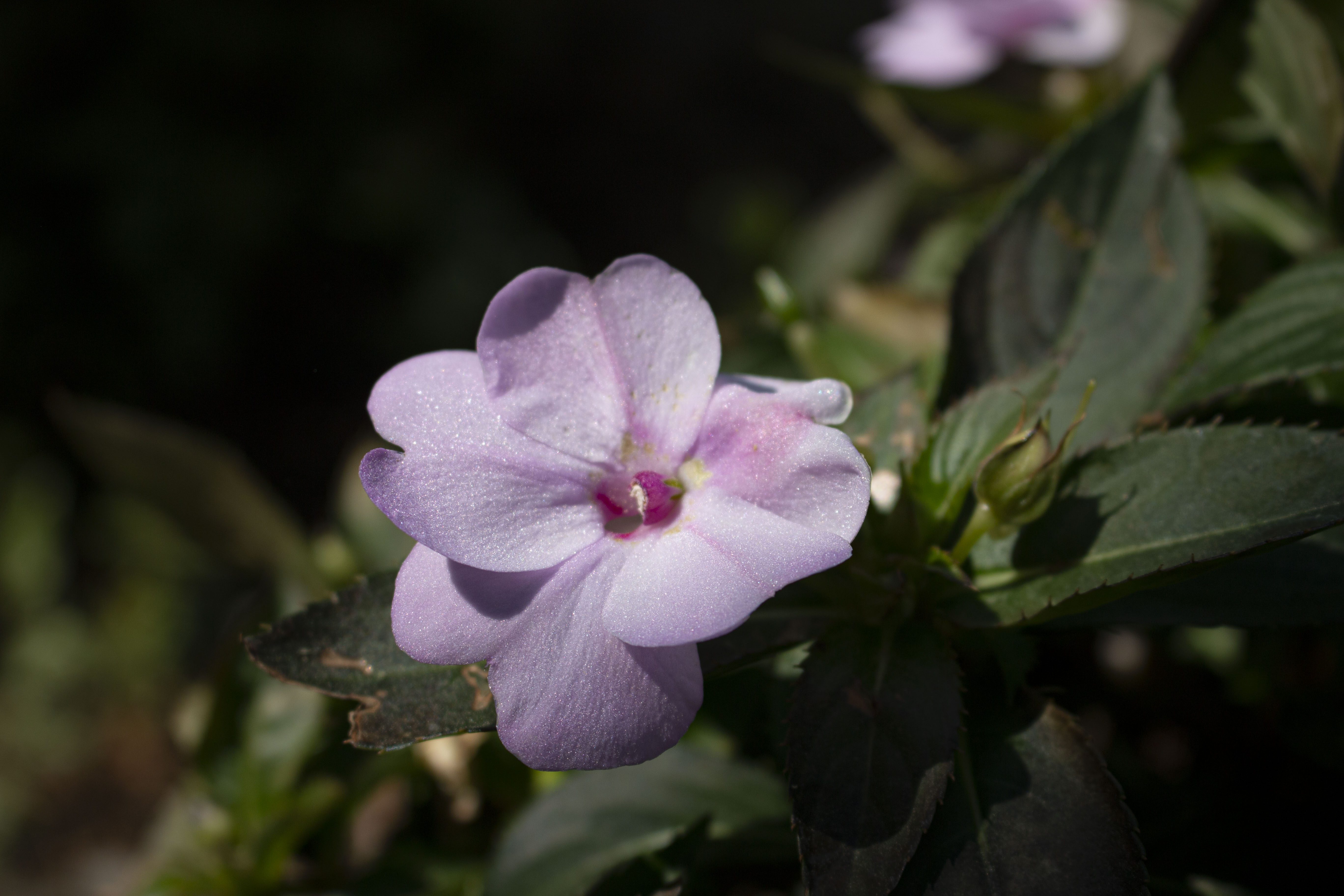 Close-up of a pink flower