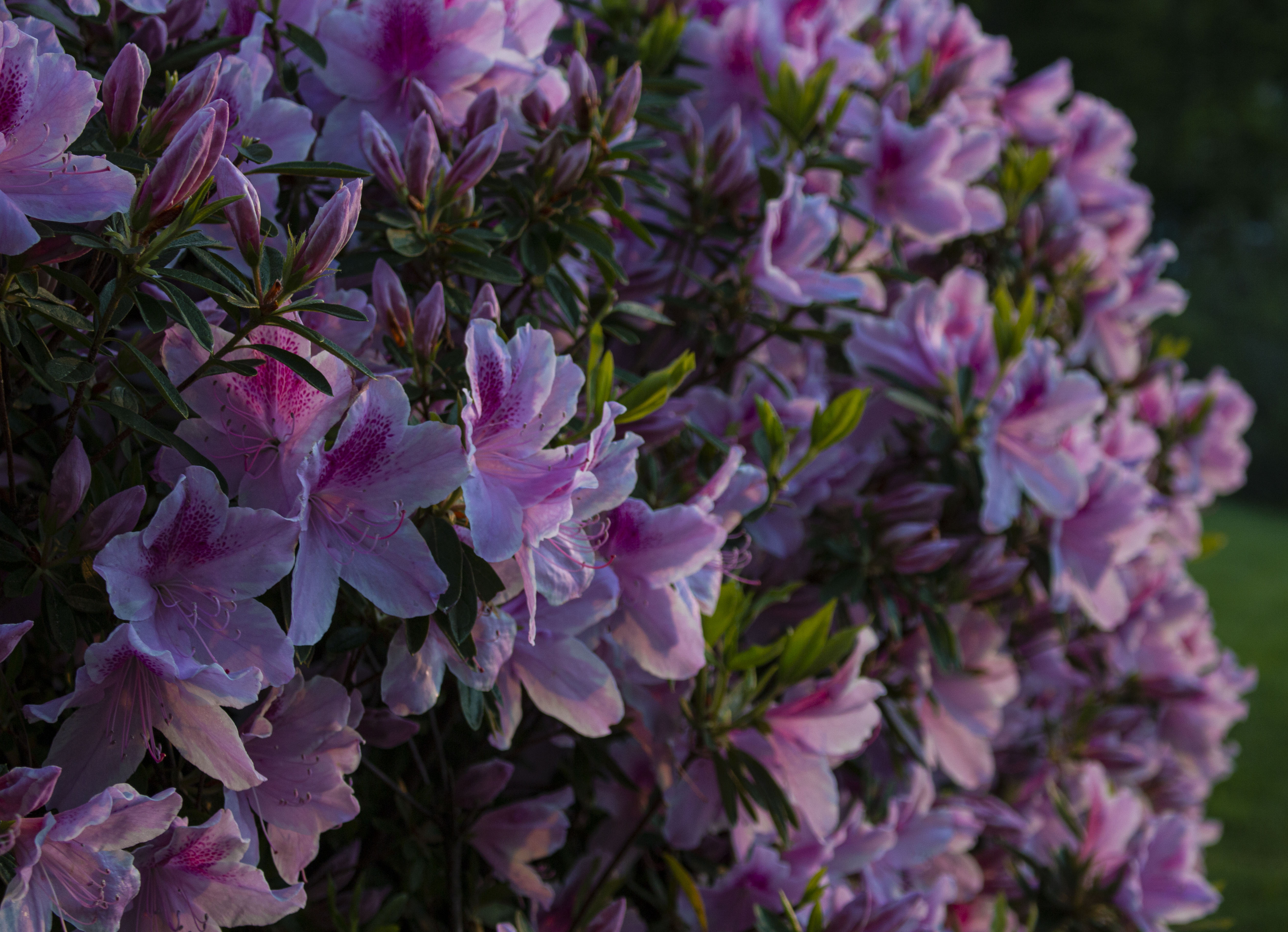 A bush of pink flowers