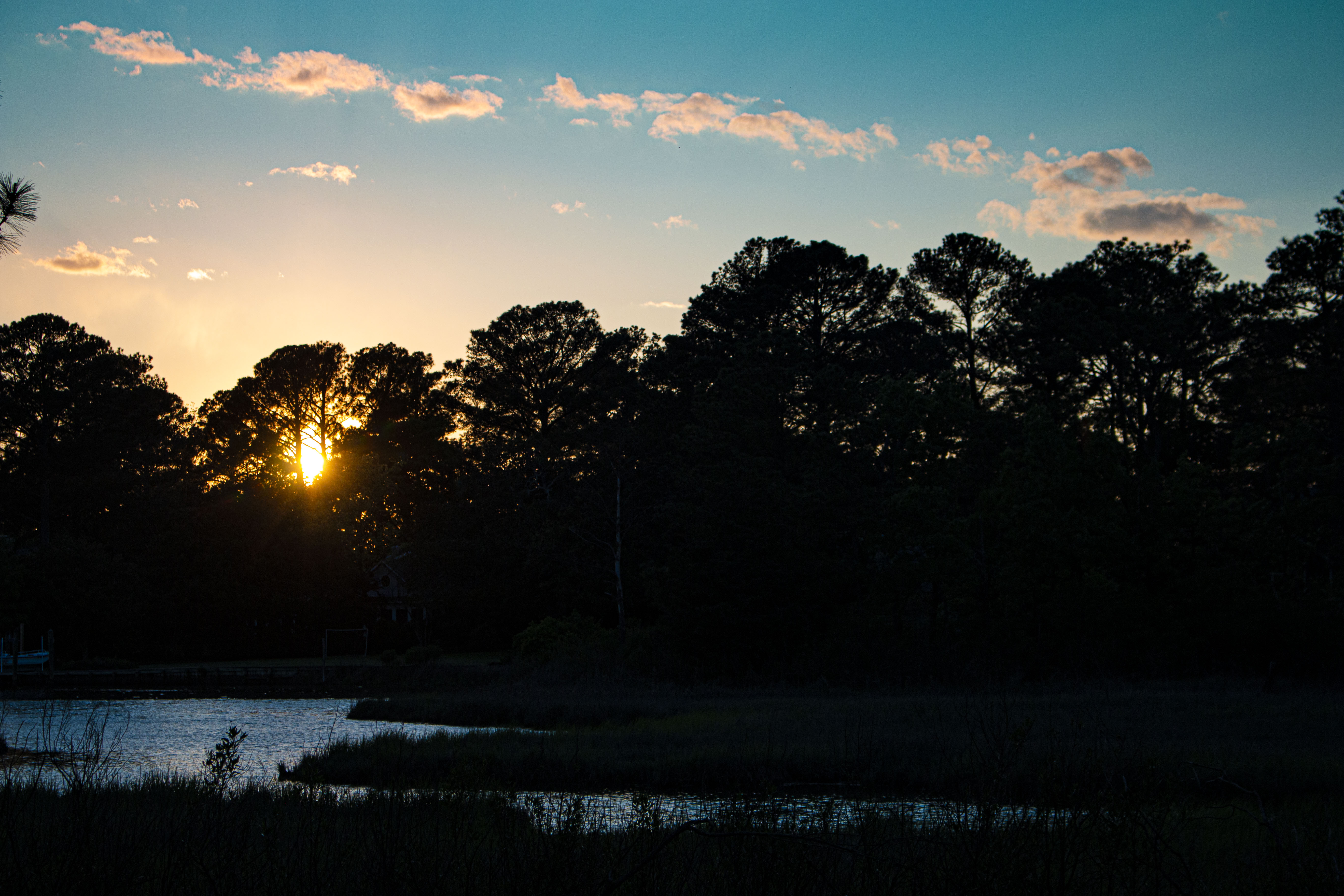 Landscape pictures of trees and a marsh with the sky in the back