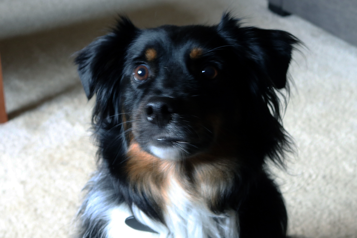 A picture of a miniature australian shephard. This is a lightbox that leads into a link.