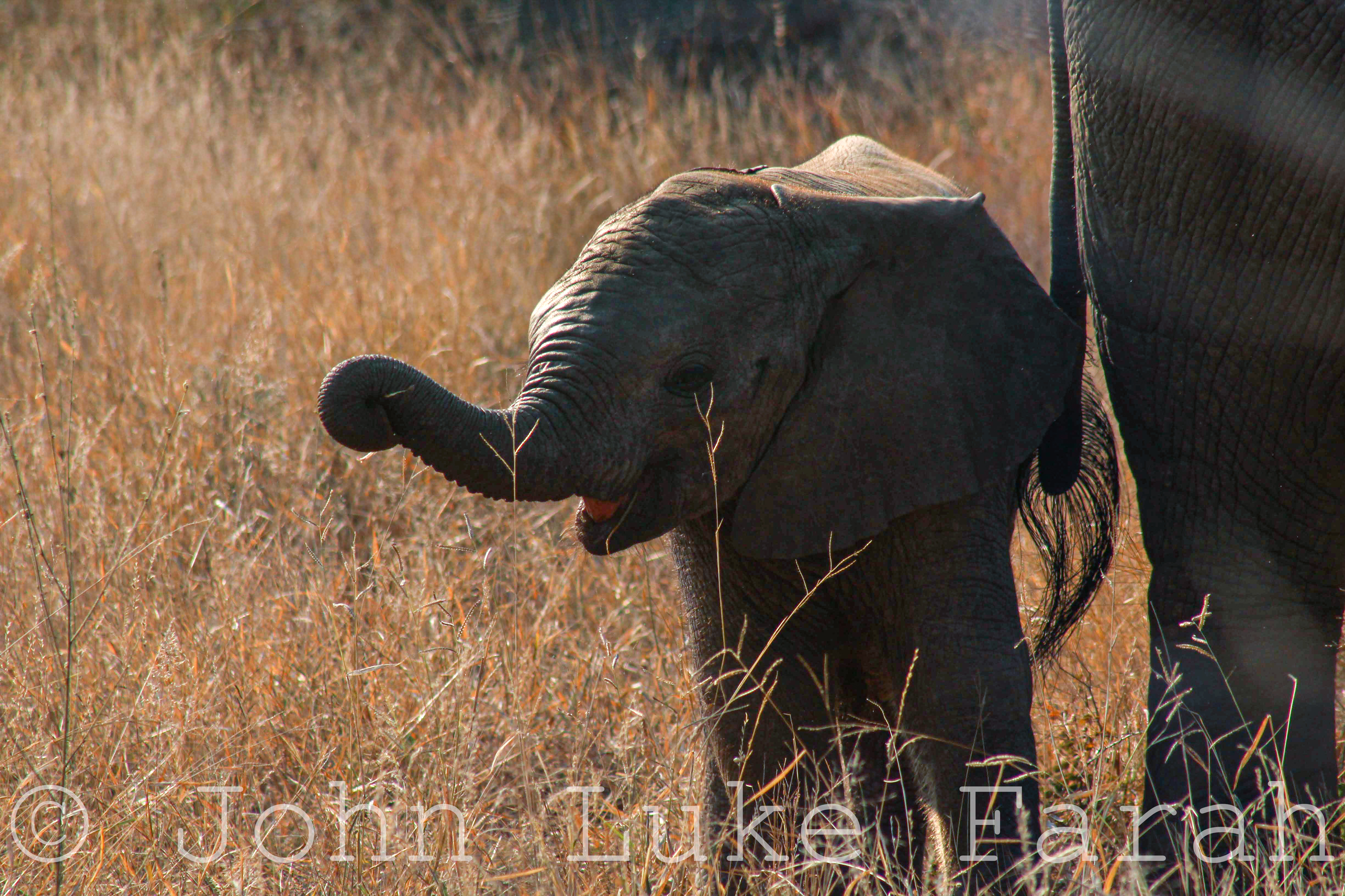 A photo of an elephant in South Africa