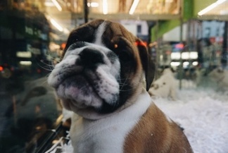 Puppy