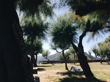 Fluffy Trees