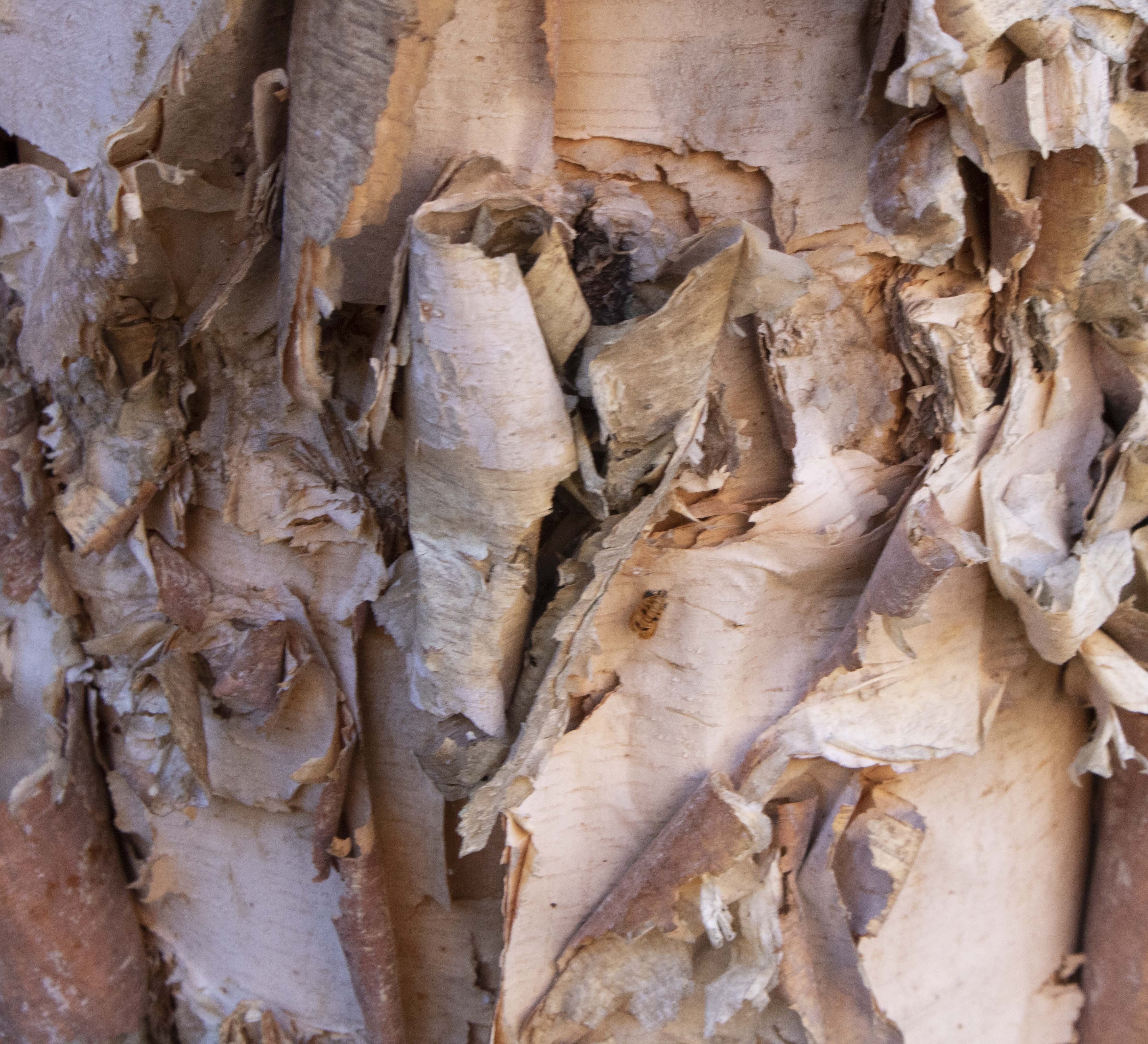 texturephoto